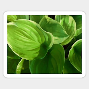 Hosta Summer Green Sticker